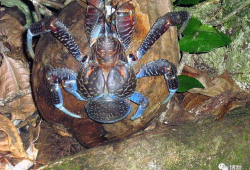 天牛哥最新爆料视频,揭秘视频背后的惊人真相！